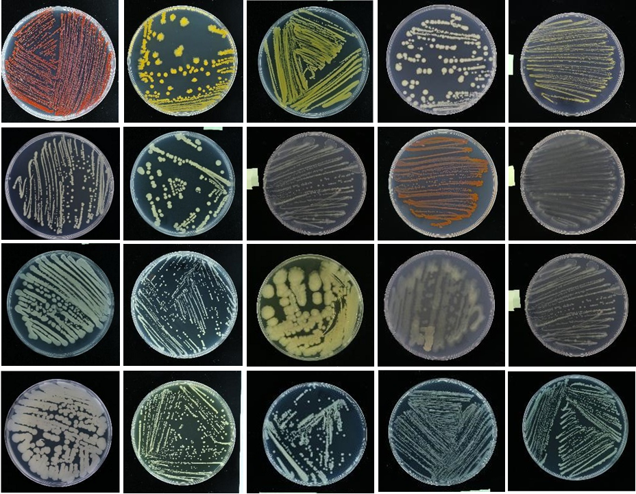 Research Icon 1